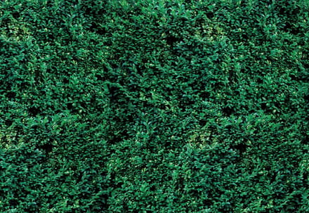 Fotobehang Grass Texture | XL - 208cm x 146cm | 130g/m2 Vlies