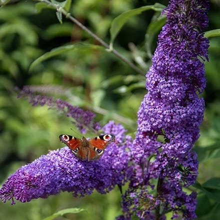 Vlinderstruik zaden - Vlinderstruik Violetblauw