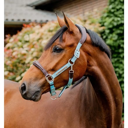 Leren halster voor paard Horseware Signature