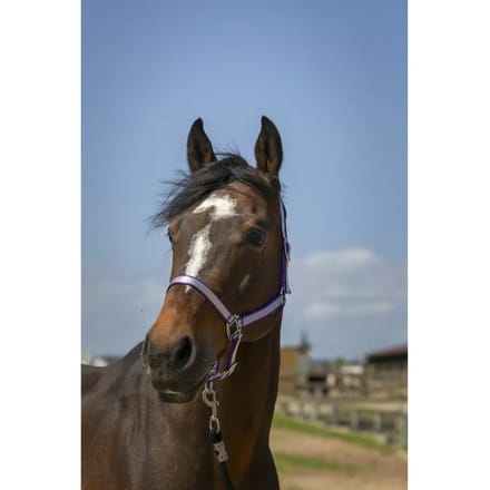 Zacht nylon halster voor paarden Norton