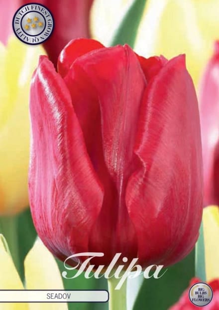 Dutch Finest Quality bloembollen - Tulpen Triumph Seadov x 10 12+bloembol / knol / stronk - kleur rood - hoogte 80 cm