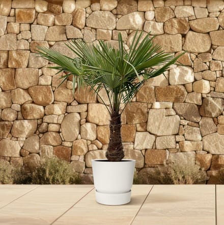 Chinese windmolenpalm, Trachycarpus, 220 - 240cm - Ø45