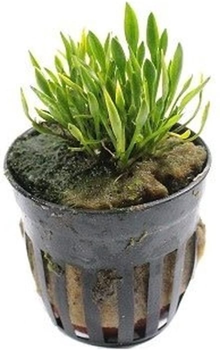 Moerings Cryptocoryne Parva in 5 cm pot