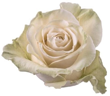 25x Rosa mondial 60cm