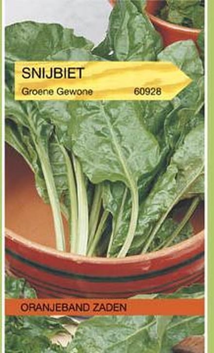 Snijbiet Groene Gewone