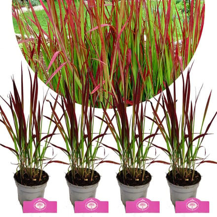 Set van 4 Japans bloedgras - Imperata cylindrica 'Red Baron' - Hoogte 30-40cm - 9cm pot