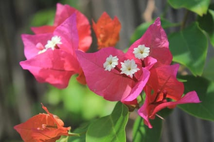 FMM Bougainvillea Cutter Set - tropische bloem uitsteekvorm