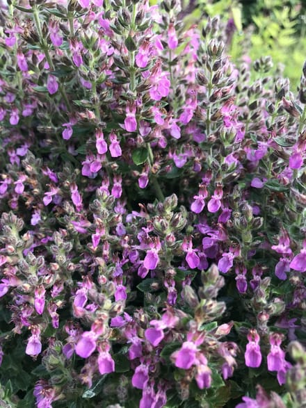 6 x Teucrium x lucidrys - Gamander - P9 Pot (9 x 9cm) - Dima Vaste Planten
