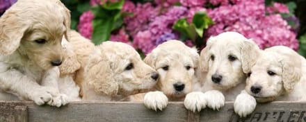 Fotobehang - Labrador Puppies 375x150cm - Vliesbehang