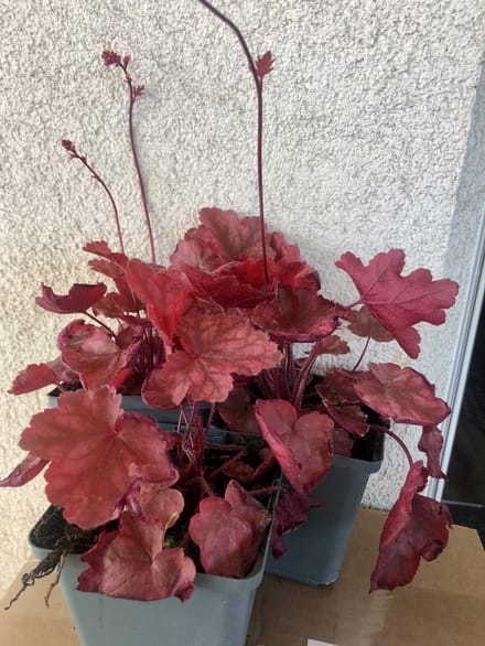 3x Purperklokje - Heuchera 'fire chief® | 9x9 cm pot