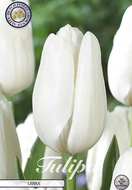 Nederlands Beste Kwaliteits bloembollen - Tulpen Tulp Darwin Lanka x7 12/+s