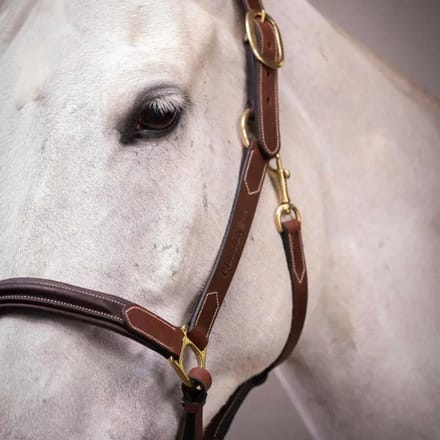 Leren halster voor paarden Paddock Sports