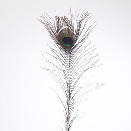 100x Dc pauwenveren 80cm
