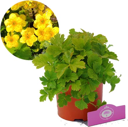 Waldsteinia ternata, goudaardbei bodembedekker, 2 liter pot