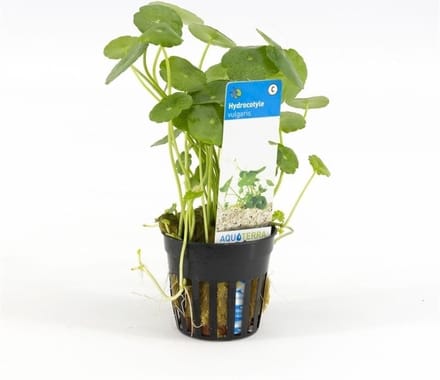 Moerings Hydrocotyle Vulgaris | Gewone waternavel | in 5 cm pot