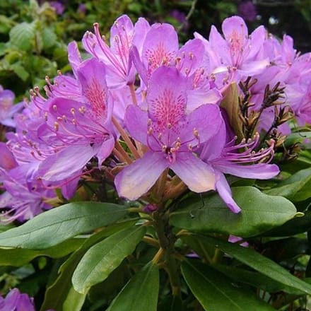 Rhododendron ponticum - 40-50 cm