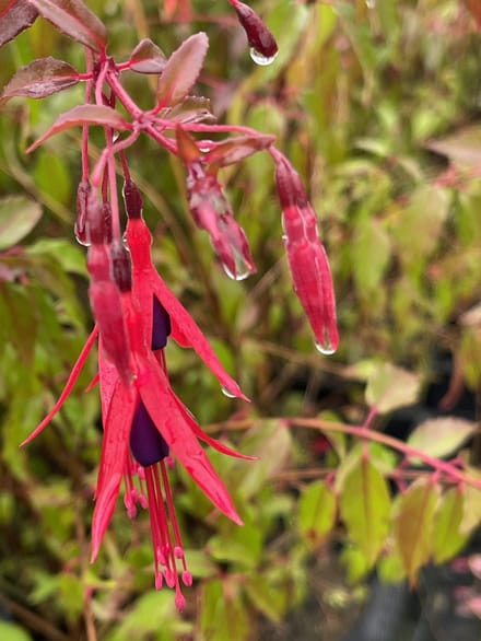 6x Bellenplant - Fuchsia 'Genii' | 9x9 cm pot