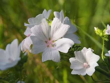 6x Muskuskaasjeskruid - Malva moschata | 9x9 cm pot