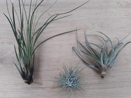 Warentuin natuurlijk - 3 stuks! Kamerplant Tillandsia