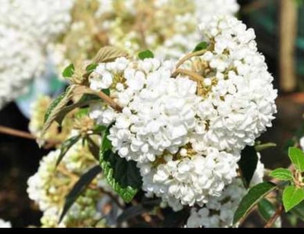 Viburnum 'Eskimo' - Sneeuwbal 30- 40 cm in pot