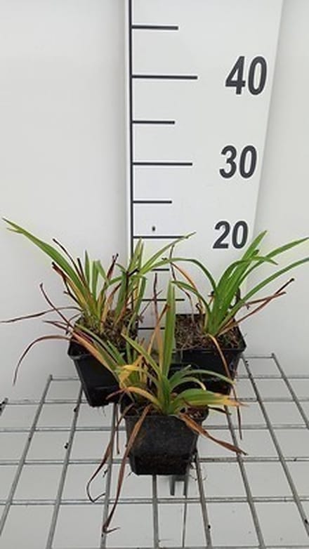 6x Daglelie - Hemerocallis hybr. 'Pardon Me' | 9x9 cm pot