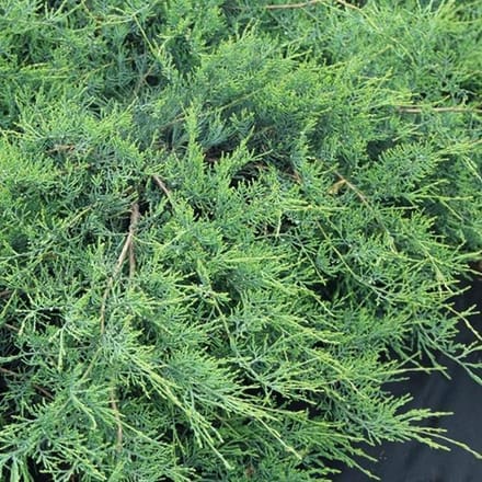 Juniperus Virginiana 'Hetzii' - Jeneverbes 25-30 cm in pot