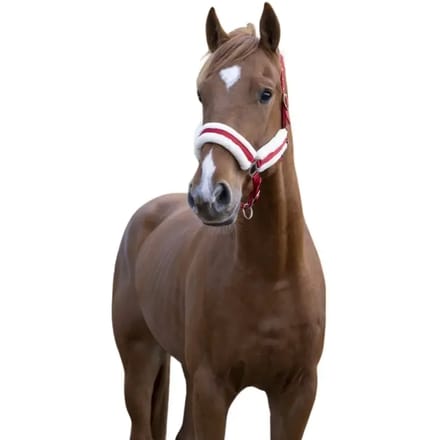 Halster voor paarden Norton Confort