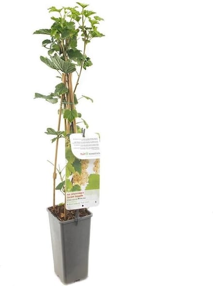 Witte Bes Witte Parel – Aalbes – Ribes rubrum – Zelfbestuivende Fruitstruik