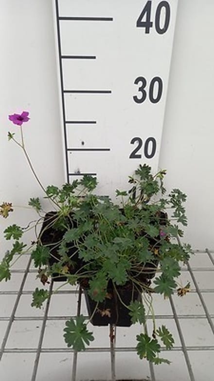6x Ooievaarsbek - Geranium cin. 'Subcaulescens' | 9x9 cm pot