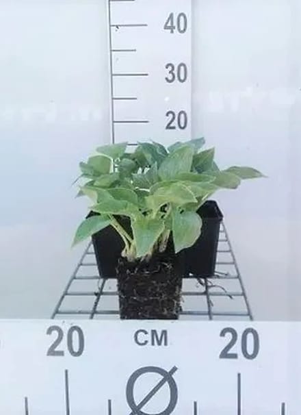 6x Hartlelie - Hosta hybr. 'Blue Cadet' | 9x9 cm pot