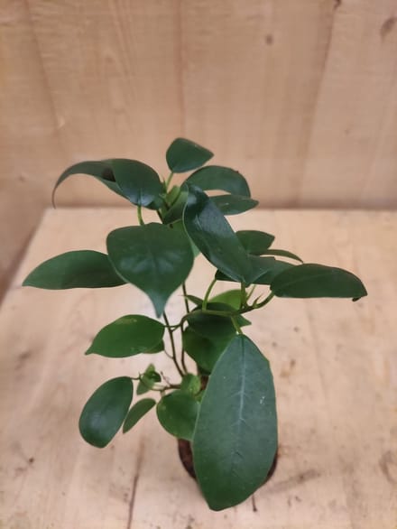 Warentuin natuurlijk - Bonsai Ficus Klein kamerplant