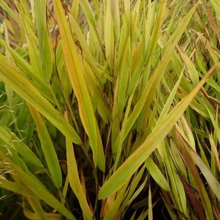 6x Japans Berggras - Hakonechloa macra 'Benzi-Kaze' - Pot 9x9cm