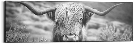 Schilderij Schotse Hooglander - 52 x 156 - Hout - REINDERS