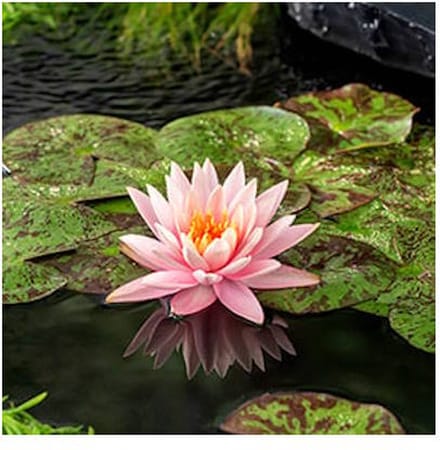 Moerings Nymphaea Colorado | Waterlelie | In 11CM pot