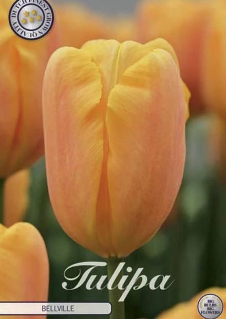 Dutch Finest Quality bloembollen - Tulpen Tulp Triumph Bellville x10 12/+s