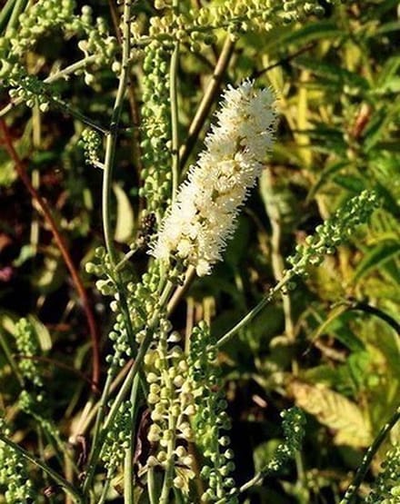 6x Zilverkaars - Actaea simpl. 'White Pearl' | 9x9 cm pot