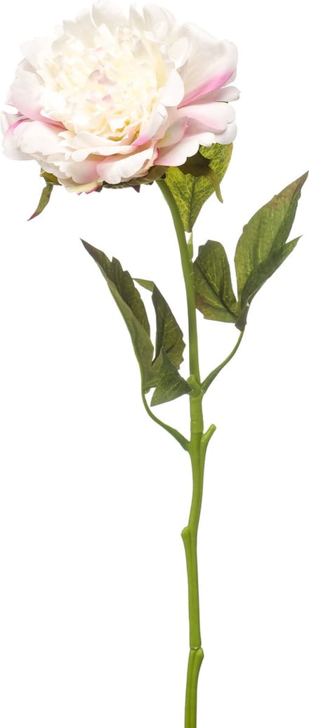 Emerald - Kunstbloem Pioenroos RT 56cm wit/roze - Kunstplant voor binnen