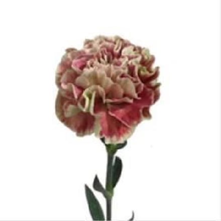 20x Dian.st.wow 60cm