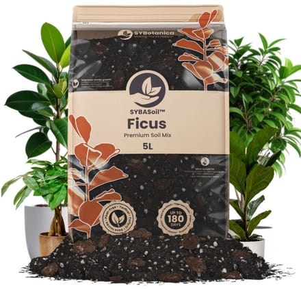 Ficus Mix 5L