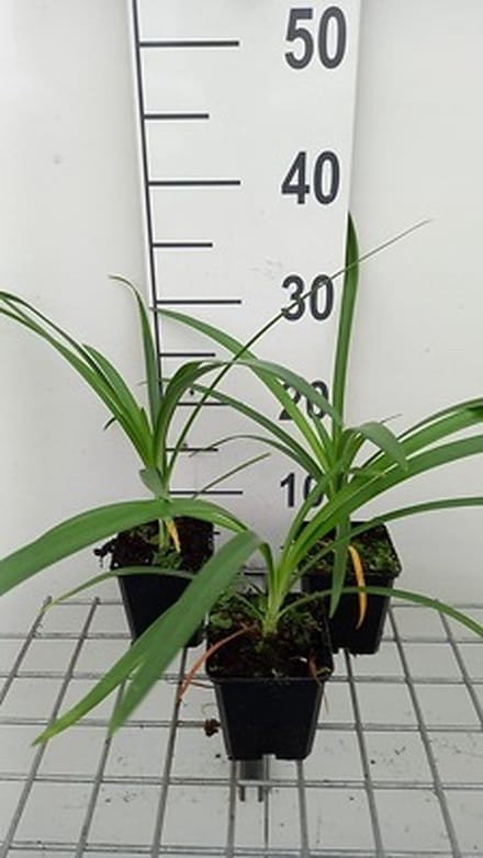 6x Afrikaanse lelie - Agapanthus hybr. Twister'® | 9x9 cm pot