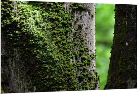 Forex - Mos op Boom - 150x100cm Foto op Forex