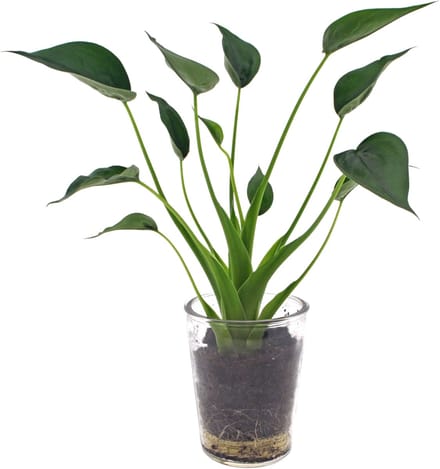 Alocasia Tiny Dancer | 30cm | in Vaasglas