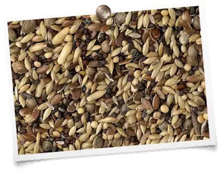 Hobbyfirst King Inlandse vogels 20 kg vogelvoer