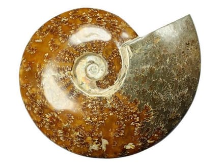 Exclusieve grote gepolijste Ammoniet (fossiel) 2,1 kg!