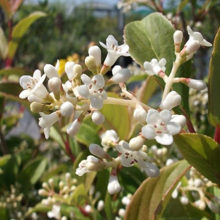 Viburnum Hillieri 'Winton' - Sneeuwbal 30-40 cm pot