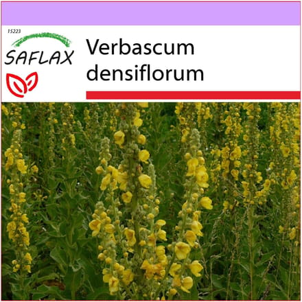 SAFLAX - Molène à grandes fleurs - 500 graines - Verbascum densiflorum