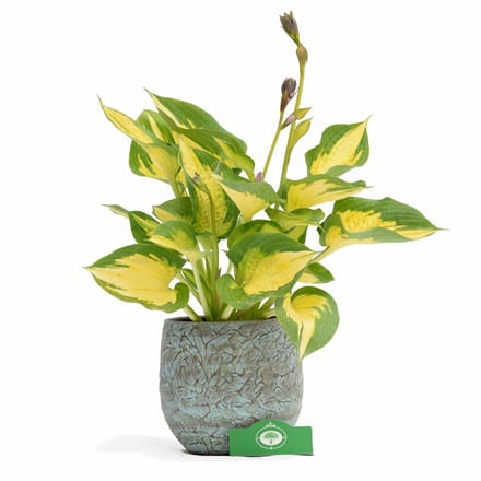 Set van 2 Hosta Forbidden Fruit - vaste plant - 13 cm pot