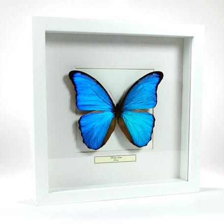 Opgezette vlinder in een witte lijst - Morpho didius