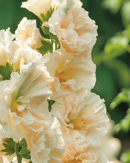 2 sets - Stokroos Zaden Majorette Champagne Alcea Rosea Eenjarig