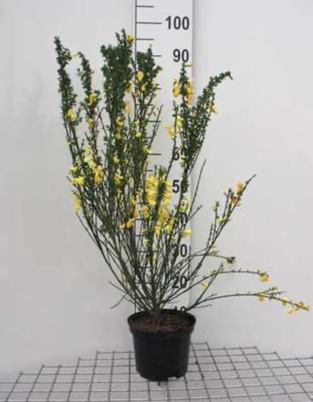 Cytisus scoparius - Wilde Brem 40 - 60 cm in pot